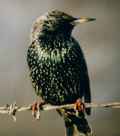 Скворец обыкновенный фото (Sturnus vulgaris) - изображение №2060 onbird.ru.<br>Источник: www.columbia.edu